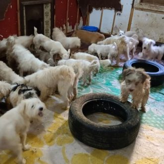 Sauvetage de chiens d&rsquo;Égypte