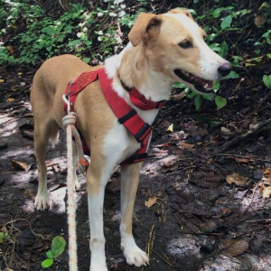 Delia chienne à l'adoption venant de Guadeloupe