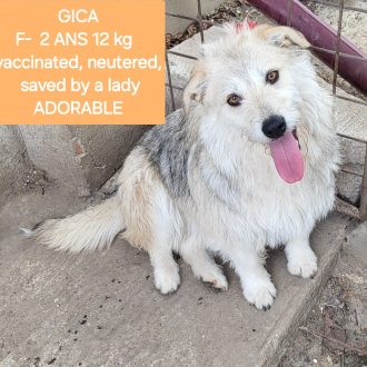 Gica femelle chienne de Roumanie