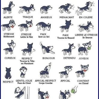 Enseigner à votre chien à marcher poliment en laisse