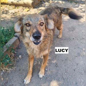 lucy1