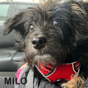 milo2