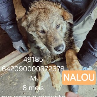 Nalou chien de Roumanie
