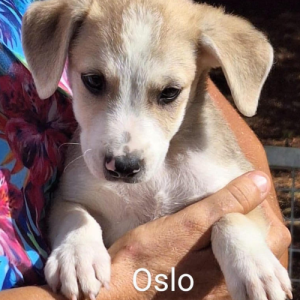 oslo chiot à l'adoption