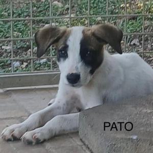 pato à l'adoption