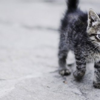 Urgence Vétérinaire