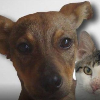 Photo chien et chat Marie Galante
