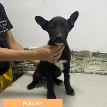 Poulky chiot femelle de Roumanie