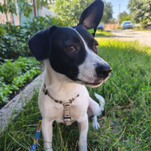 redimensions photos site (63)