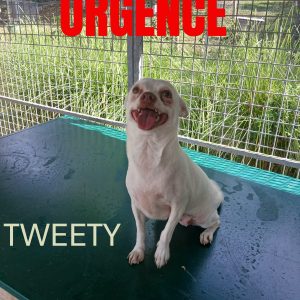 tweety