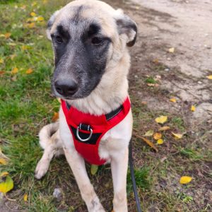 whatsapp image 2025 12 03 at 16.00.51 (1)