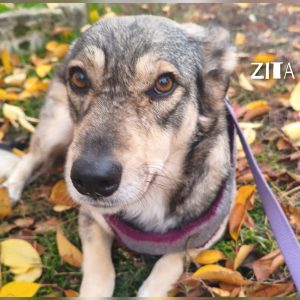 whatsapp image 2026 01 01 at 17.20.39 (2)