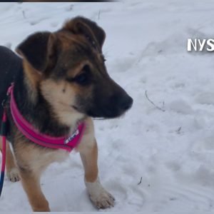 whatsapp image 2026 01 01 at 18.03.58 (1)