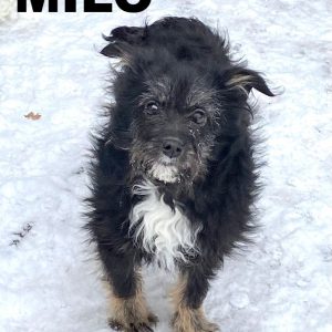 whatsapp image 2026 02 05 at 21.26.00 (1)